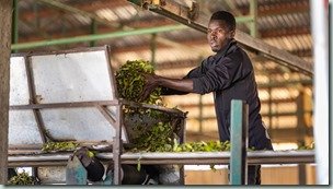 Putting tea leaves on the conveyor belt