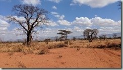 Baobab landscape