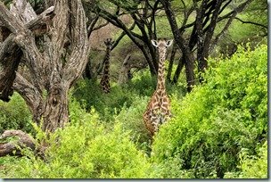 Giraffe