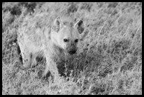 Jackal