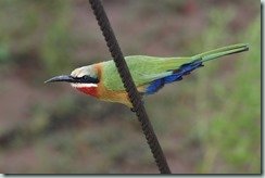 Bee-eater