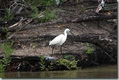 Egret