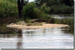 Crocodiles