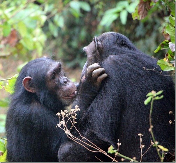Grooming chimps