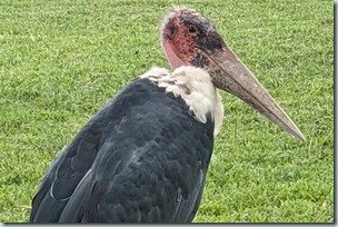 Marabou Stork