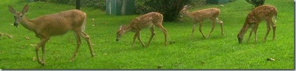 Deer