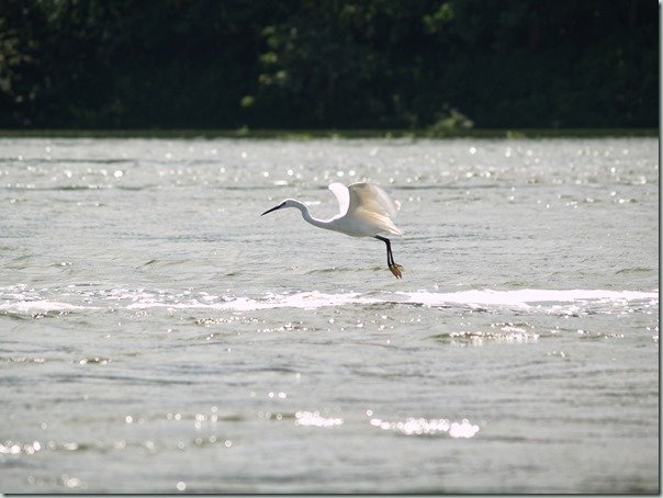 Egret
