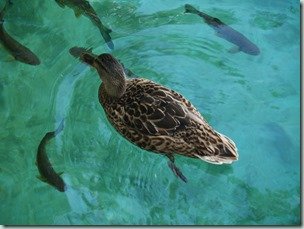 Plitvice Lakes National Park - Duck & Fish