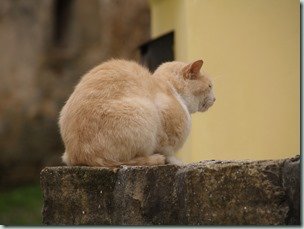 Istria - Cat