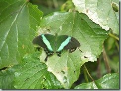Emerald Swallowtail (Myanmar to Malaya, Sumatra & Philippines)