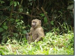 Uganda Fort Portal & Kibale