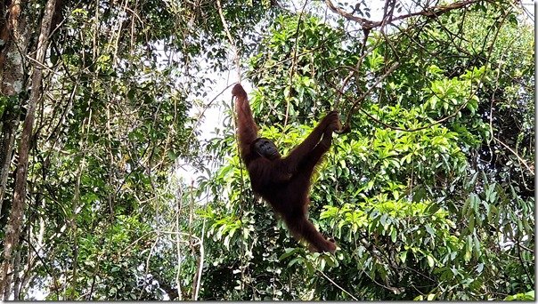 Orang Oetan