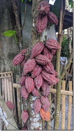 Cacao