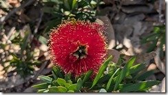 Melaleuca viminalis (aka weeping bottlebrush)