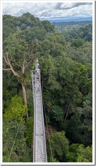 Canopy walk in Temburong forest