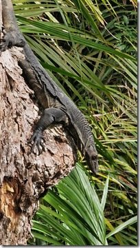 Monitor Lizzard