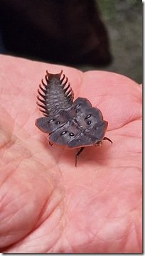 Trilobite Beetle