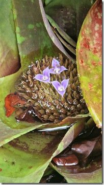 Wild Pineapple