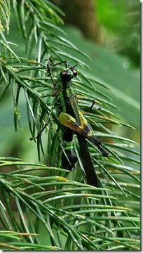Grasshopper