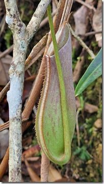 Tropical Pitcher Plant (aka Moneky Cups)