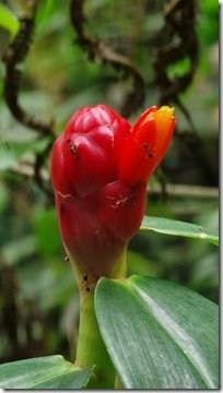 Indian Head Ginger