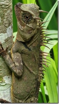 Peninsular Horned Tree Lizzard