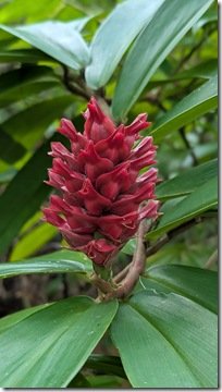 Red Ginger Lily