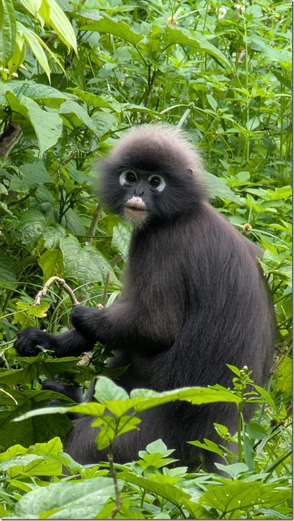 Dusky Leaf Monkey