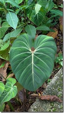 Philodendron Gloriosum