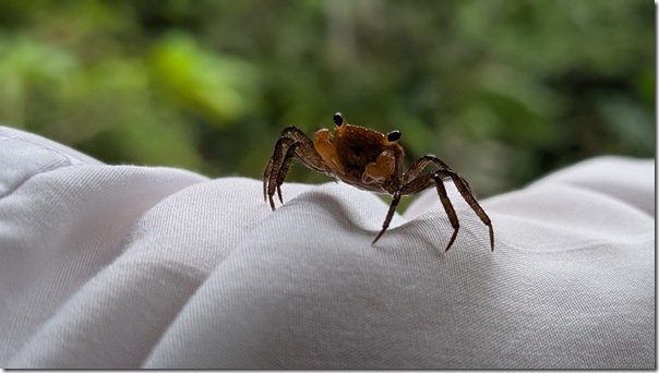Vampire Crab