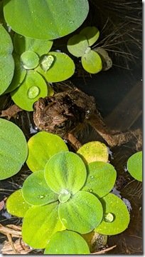 Toad