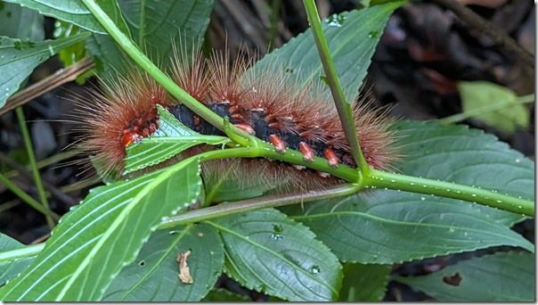 Tiger Moth Caterpillar