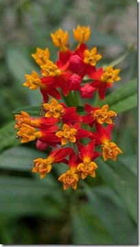 Asclepias Curassavica (aka Frederiksbloem)