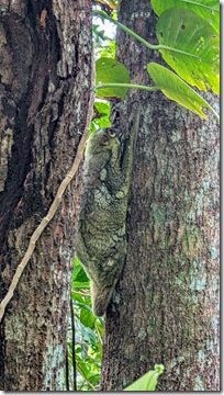 Flying Lemur