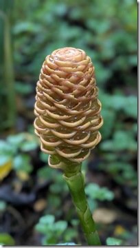 Beehive Ginger Lily