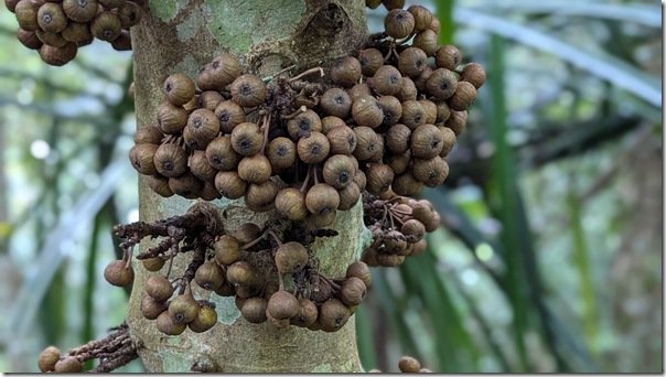 Native Fig Tree