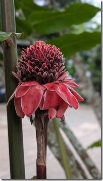 Red Torch Ginger Flower