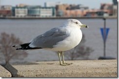 Seagull