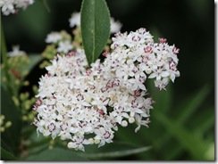 Beautiful flowers