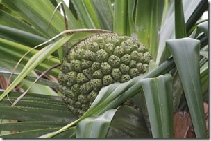 Pandanus Fruit