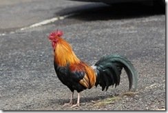 Kauai Rooster Country