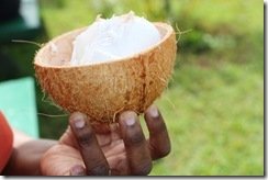 Coconut