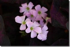 OXALIS: Purple Shamrock (Wood Sorrel) Light Pink flowers 'Triangularis'