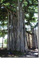 Banyan tree