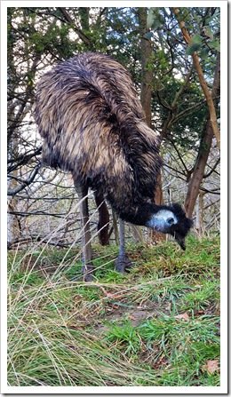 Australian Emu