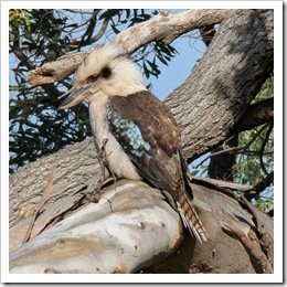 Kookaburra