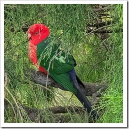 Australian King Parrot