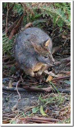 Pademelon