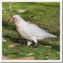 Long-billed corella