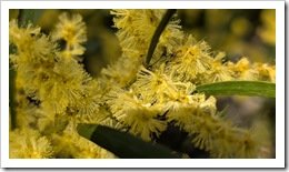 Acacia flowers